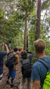 monitoring orang outan sumatra