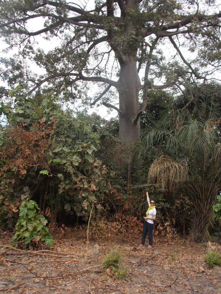 arbre frangipanier sénégal