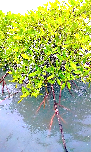 REBOISEMENT mangrove sénégal concerto 3 (1)