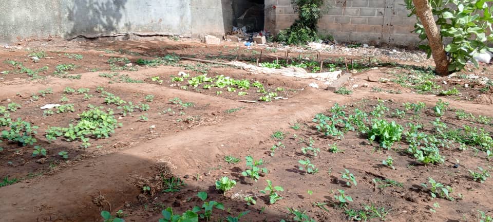 jardin potager sénégal concerto 2 (1)