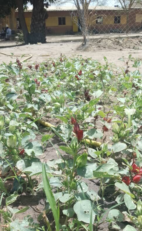 jardin potager sénégal concerto 2 (4)