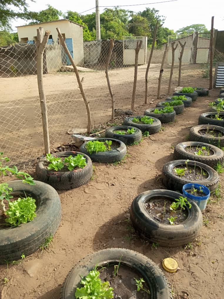 jardin potager sénégal concerto 2 (5)