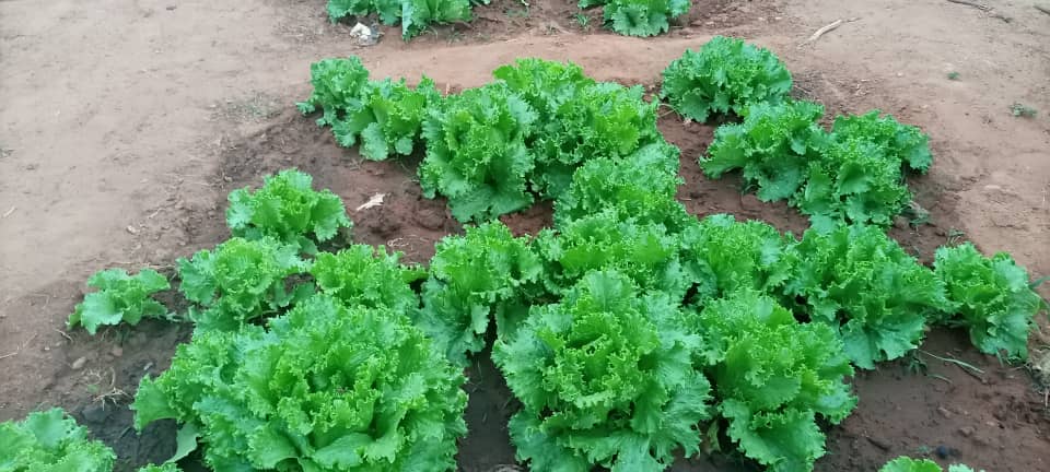 jardin potager sénégal concerto 2 (6)